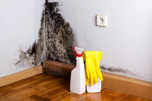 Best Basement water damage restoration  in Vley, AL